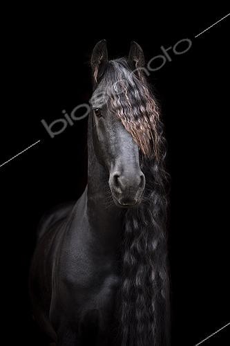Biosphoto | 2436352 | Portrait d'un Frison, Allemagne | &copy; Stephanie Hafner / imageBROKER / Biosphoto