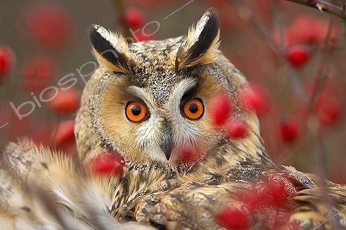 Biosphoto | 382939 | Portrait d'un Hibou moyen-duc derrière des branches France ; Prix  Highly commended  de la catégorie  Portraits d'animaux  2007 | &copy; Régis Cavignaux / Biosphoto