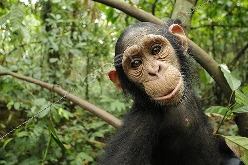 Biosphoto | 627087 | Portrait d'un jeune Chimpanzé dans la forêt Cameroun | &copy; Stéphanie Meng / Biosphoto