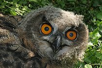 Biosphoto | 1247186 | Portrait d'un jeune Grand-duc d'Europe à Voreppe France | &copy; Jean-François Noblet / Biosphoto