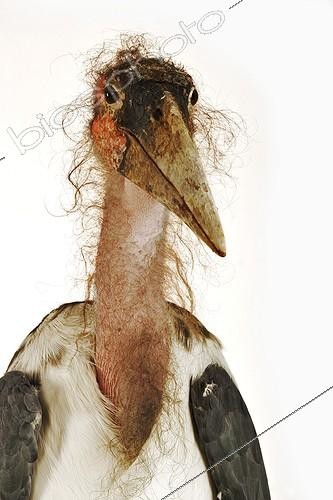 Biosphoto | 209789 | Portrait d'un Marabout d'Afrique ; Vit dans les savanes ouvertes sèches, près de grands lacs ou fleuves. Niche en colonies dans les arbres ou quelquefois sur des falaises. Une des plus grandes envergures du monde des oiseaux (jusqu'à 2,9 m). | &copy; Martin Harvey / Biosphoto