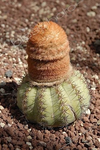 Biosphoto | 173258 | Portrait d'un Melocactus | &copy; Muriel Hazan / Biosphoto