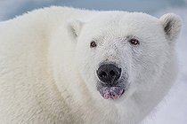Biosphoto | 2439930 | Portrait d'un Ours polaire (Ursus maritimus) tirant la langue, Svalbard, Norvège | &copy; Marion Vollborn / BIA / Biosphoto