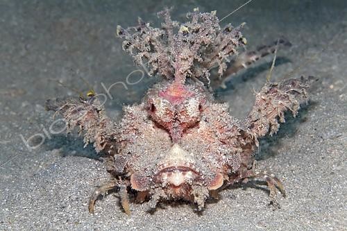 Biosphoto | 2156980 | Portrait d'un Poisson-pierre béquillard (Inimicus filamentosus), mer Rouge, Hurghada, Egypte | &copy; Norbert Probst / imageBROKER / Biosphoto