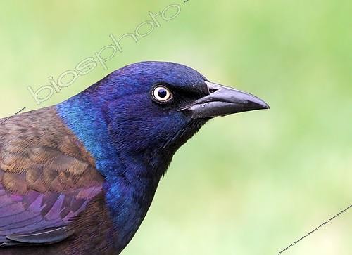 Biosphoto | 2413065 | Portrait d'un Quiscale bronzé (Quiscalus quiscula), Saskatchewan, Canada | &copy; Nick Saunders / BIA / Biosphoto