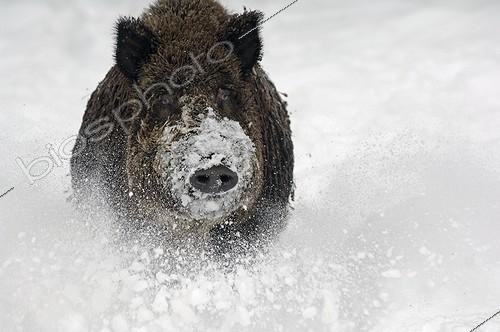 Biosphoto | 581282 | Portrait d'un Sanglier chargeant dans la neige en hiver | &copy; Henry Ausloos / Biosphoto