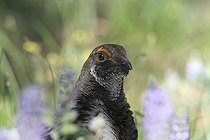 Biosphoto | 1249031 | Portrait d'un Tétras sombre dans le PN du Grand Canyon USA | &copy; Jean-François Noblet / Biosphoto