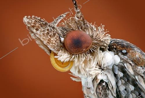 Biosphoto | 2469933 | Portrait d'un Ypsolophidé (Ypsolophidae sp), taille : 5 mm | &copy; Matthias Lenke / imageBROKER / Biosphoto