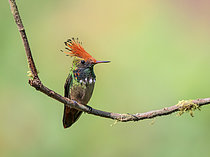 Biosphoto | 2608911 | Portrait d'une Coquette de Delattre (Lophornis delattrei) mâle sur une branche, Parc national du Manu, Pérou | &copy; Ignacio Yufera / Biosphoto