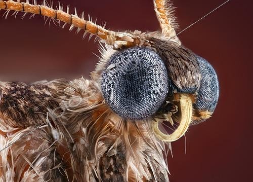 Biosphoto | 2469818 | Portrait d'une Phalène brumeuse (Operophtera brumata) mâle | &copy; Matthias Lenke / imageBROKER / Biosphoto