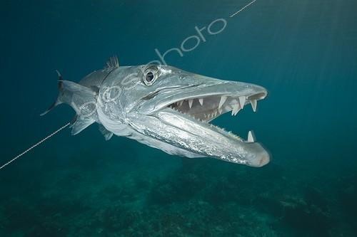 Biosphoto | 1986672 | Portraity of Greater Barracuda above the reef - Fiji | &copy; Tobias Bernhard Raff / Biosphoto