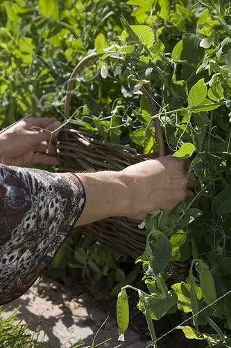 Biosphoto | 503586 | Pose d'une petite barrière en osier au potager ; pour retenir les plants de petits pois qui s'ecroulent sur l'allée | &copy; NouN / Biosphoto