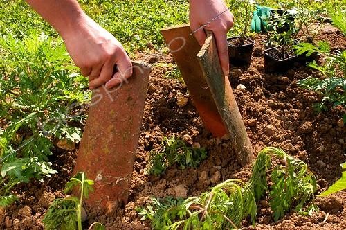 Biosphoto | 19941 | Pose d'une  tente  de tuiles pour protéger les repiquages | &copy; Vilma Meunier / Biosphoto
