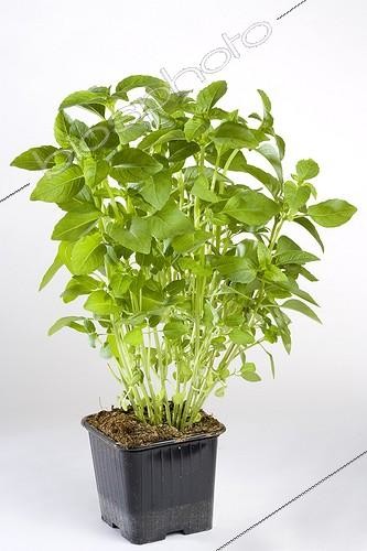 Biosphoto | 545563 | Pot de Basilic sur fond blanc | &copy; John S. Sutton / Green Eye / Biosphoto