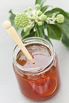 Biosphoto | 1251197 | Pot de miel de Lierre et Lierre | &copy; Frédérique Bidault / Biosphoto