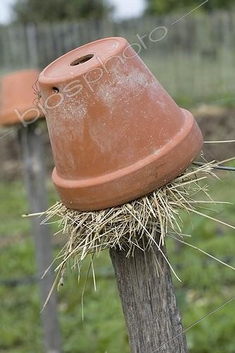 Biosphoto | 471035 | Pot retourné sur un pieu servant d'abri aux perce-oreilles | &copy; Philippe Giraud / Biosphoto