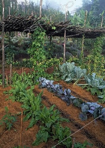 Biosphoto | 998357 | Potager du Jardin des Paradis à Cordes-sur-Ciel Tarn France ; Oseille, Chou cabus 'Rouge tête noire', Chou 'Coeur de boeuf' et Haricot d'Espagne. Paysagistes : Ossart-Maurières | &copy; Gilles Le Scanff & Joëlle-Caroline Mayer / Biosphoto