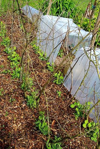 Biosphoto | 2455925 | potager, haricot et petit pois sur tuteur de branche | &copy; Lamontagne / Biosphoto