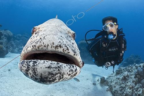 Biosphoto | 2087547 | Potato Cod (Epinephelus tukula) opening mouth wide while scuba diver (model released) watches. Great Barrier Reef, Australia, Pacific Ocean | &copy; Brandon Cole / Biosphoto