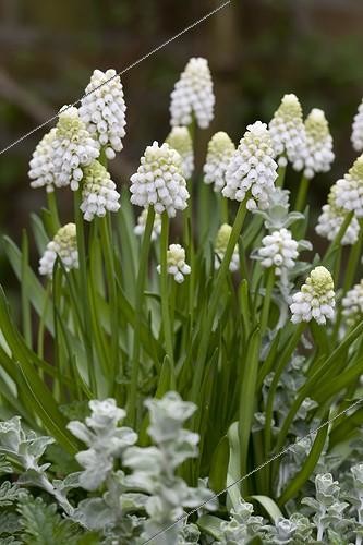 Biosphoto | 964862 | Potée de Muscari 'Album' en fleur dans un jardin | &copy; NouN / Biosphoto