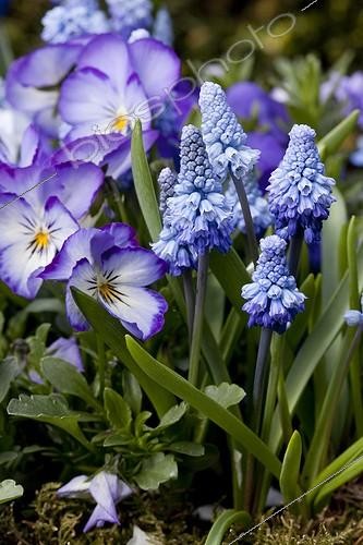 Biosphoto | 964953 | Potée de Muscaris et Pensées en fleur dans un jardin | &copy; NouN / Biosphoto