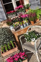 Biosphoto | 1876906 | Potées fleuries sur une terrasse de jardin en hiver | &copy; Philippe Giraud / Biosphoto