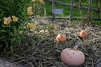 Biosphoto | 2450842 | Potiron 