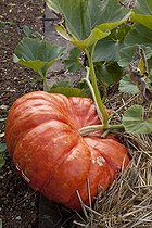 Biosphoto | 1250610 | Potiron squash 'Rouge vif d'Etampes' in a kitchen garden | &copy; NouN / Biosphoto
