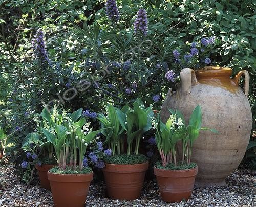 Biosphoto | 646784 | Pots de Muguet | &copy; Gilles Le Scanff & Joëlle-Caroline Mayer / Biosphoto