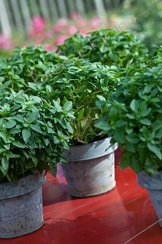 Biosphoto | 892223 | Pots of basil on a red table in the summer in Provence  | &copy; Philippe Giraud / Biosphoto