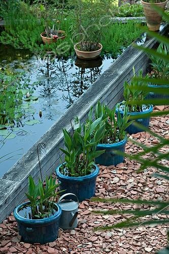 Biosphoto | 891722 | Pots of Canna before a Garden of Paradise Tarn | &copy; Philippe Giraud / Biosphoto