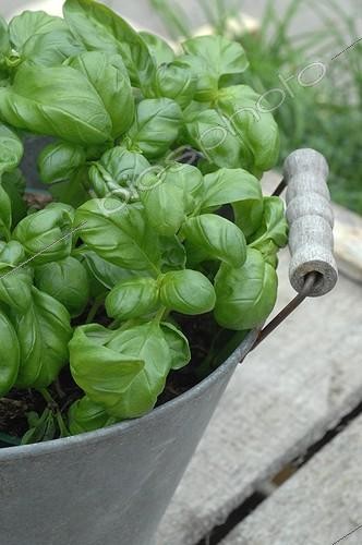 Biosphoto | 1967701 | Potted basil tin - France  | &copy; Catherine Fruhinsholz / Biosphoto