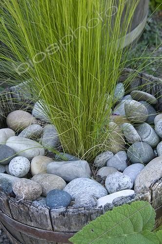 Biosphoto | 1127741 | Potted grass and pebbles in the spring France | &copy; Marc Chatelain / Biosphoto