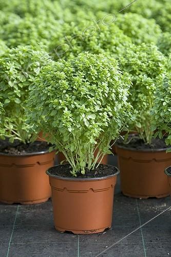 Biosphoto | 472485 | Potted small leaved Sweet basil plants Provence | &copy; Philippe Giraud / Biosphoto