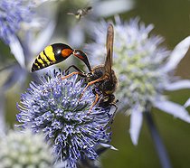 Biosphoto | 2544970 | Potter wasp (Delta unguiculatum) on Blue eryngo (Eryngium planum), Vosges du Nord Regional Nature Park, France | &copy; Michel Rauch / Biosphoto