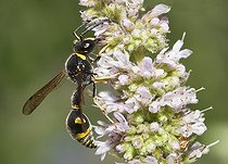 Biosphoto | 2166684 | Potter wasp (Eumenes papillarius) male on Mint flowers, Regional Natural Park of Northern Vosges, France | &copy; Michel Rauch / Biosphoto