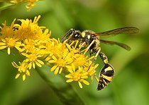 Biosphoto | 2051226 | Potter Wasp (Eumenes pedunculatus) female on goldenrod, 2015 August 20, Northern Vosges Regional Nature Park, France, ranked World Biosphere Reserve by UNESCO, France | &copy; Michel Rauch / Biosphoto