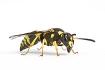 Biosphoto | 1251096 | Potter wasp on white background | &copy; Michel Gunther / Biosphoto