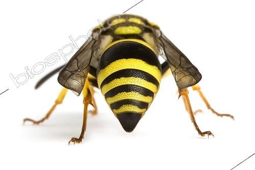 Biosphoto | 1251097 | Potter wasp on white background | &copy; Michel Gunther / Biosphoto
