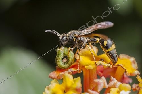 Biosphoto | 1808461 | Potter wasp with prey in autumn France | &copy; Olivier Miniato / Biosphoto