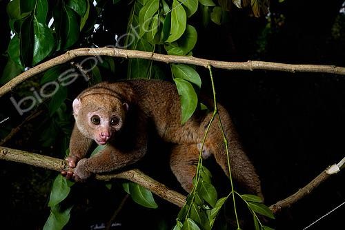 Biosphoto | 2505303 | Potto (Perodicticus potto) on a branch, Togo. Ghana to Kenya | &copy; Daniel Heuclin / Biosphoto