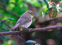 Biosphoto | 2582109 | Pouillot fitis (Phylloscopus trochilus) sur une branche, Isère, France | &copy; Jean-François Noblet / Biosphoto