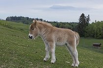Biosphoto | 2598086 | Poulain Falabella, Le Falabella (Equus ferus caballus) est le plus petit cheval du monde. | &copy; photoholic / imageBROKER / Biosphoto