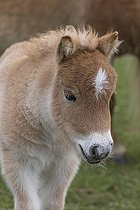 Biosphoto | 2598087 | Poulain Falabella, Le Falabella (Equus ferus caballus) est le plus petit cheval du monde. | &copy; photoholic / imageBROKER / Biosphoto