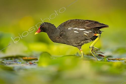 Biosphoto | 2627771 | Poule d'eau (Gallinula chloropus) marchant sur la végétation aquatique flottante, Mérida, Badajoz, Espagne. | &copy; Pablo Barrena / Biosphoto
