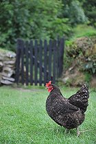 Biosphoto | 2583186 | Poule marchant dans l'herbe devant un portillon en bois | &copy; Robin Fourré / Biosphoto