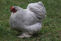 Biosphoto | 2395086 | Poule Pékin bantam gris perle dans l'herbe | &copy; Jean-François Noblet / Biosphoto