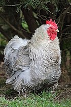 Biosphoto | 2395087 | Poule Pékin bantam gris perle dans l'herbe | &copy; Jean-François Noblet / Biosphoto