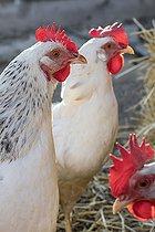 Biosphoto | 2557719 | Poules pondeuses de race Sussex au poulailler | &copy; Marie Aymerez / Biosphoto