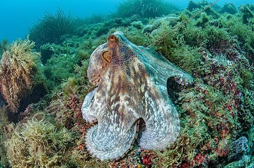 Biosphoto | 2626876 | Poulpe commun (Octopus vulgaris), dans la rade de Villefranche-sur-Mer, Alpes Maritimes, France | &copy; Mathieu Foulquié / Biosphoto